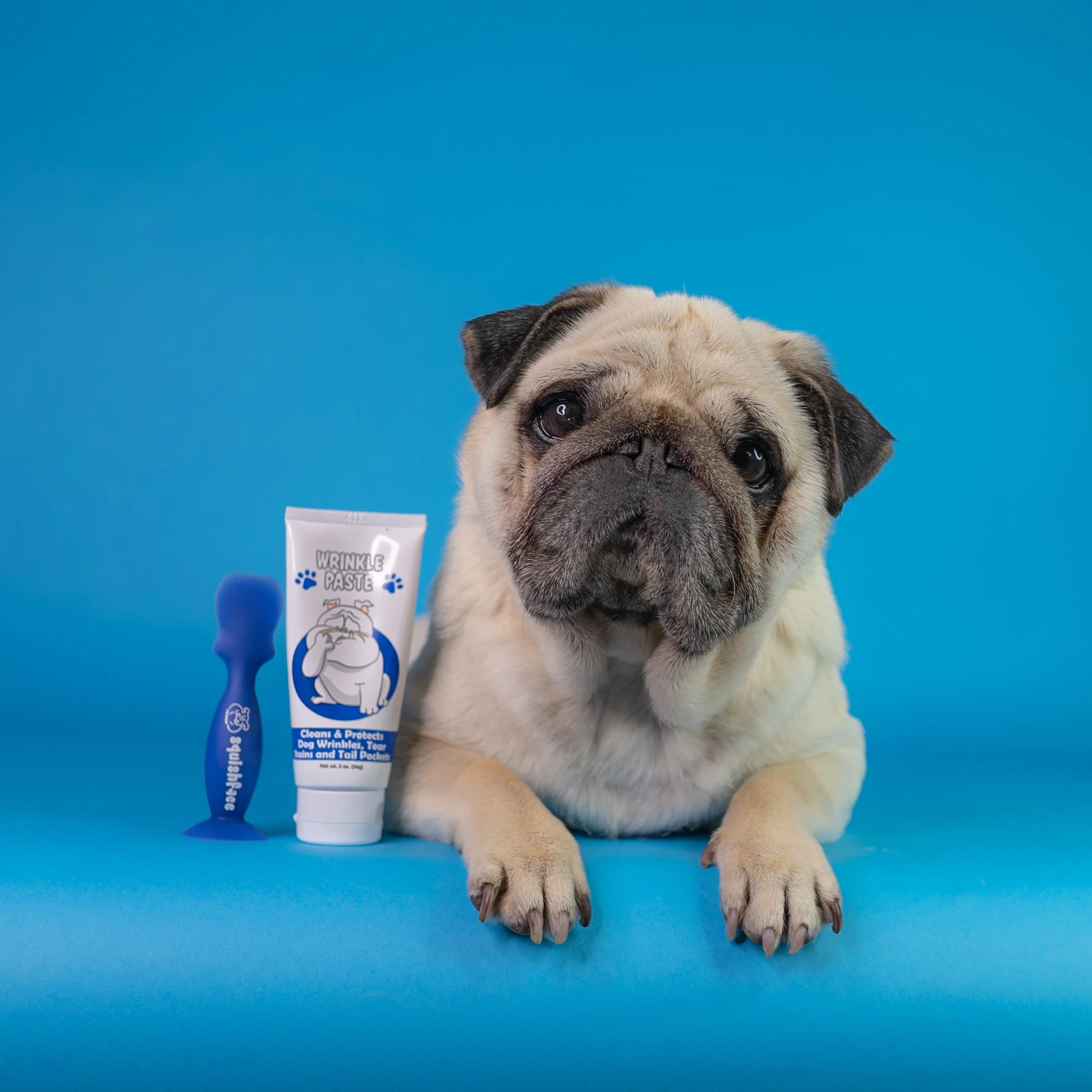 How to clean a Pug's wrinkle — instadoggo